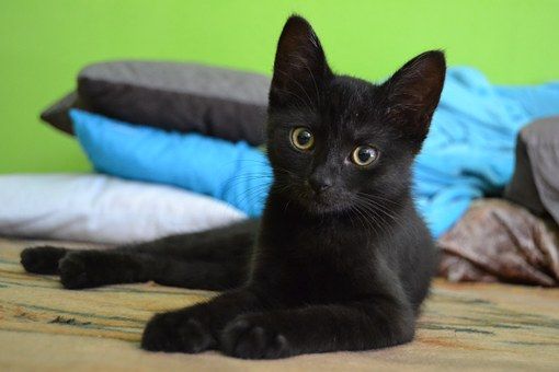 Black kitten looking into the camera