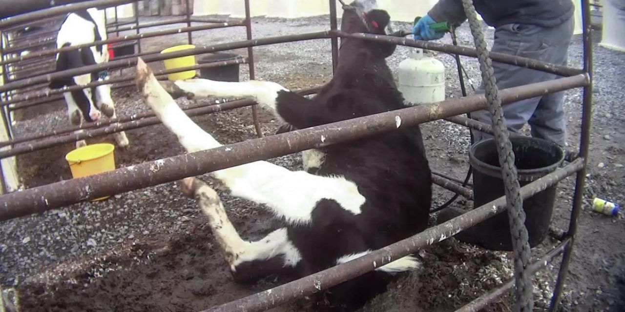 New Investigation Reveals ‘Nightmare’ for Cows at Nestle Dairy Farm