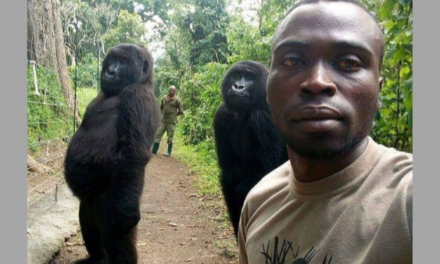 Rescued Gorillas Pose for Selfies with Anti-Poaching Rangers in the Congo