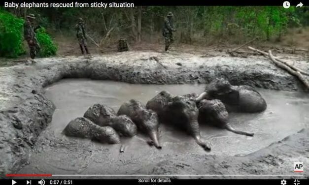 Video: Stranded Baby Elephants Rescued from Deep, Muddy Pit