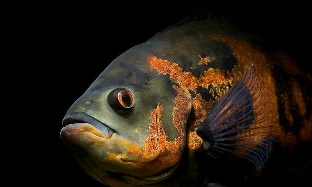 For the First Time In This County, A Man Has Been Charged with Animal Cruelty to A Fish