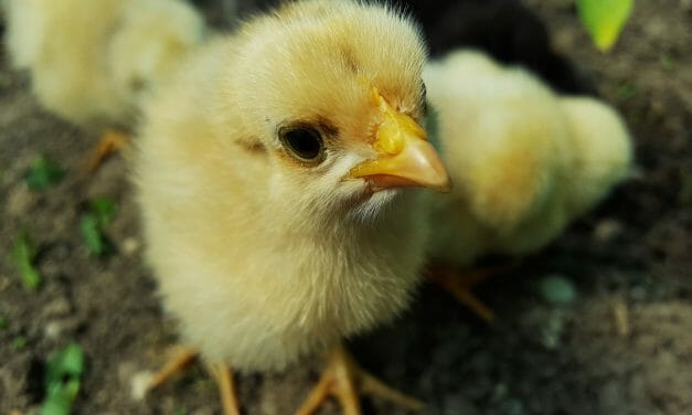 SIGN: Justice for Helpless Chicks Dumped Like Trash Because they ‘Didn’t Sell At Easter’