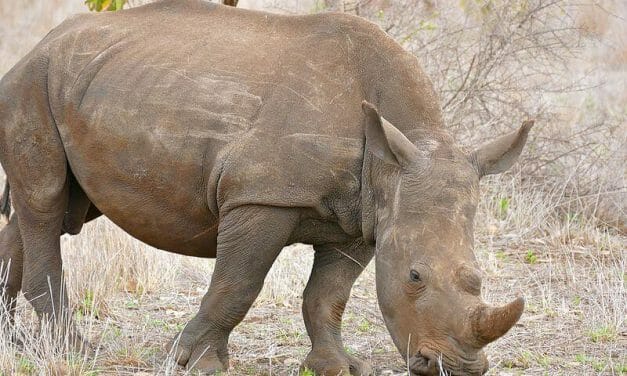 10 Years After Arrest, These Rhino Poachers are Finally Going to Prison