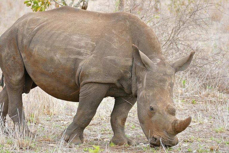 10 Years After Arrest, These Rhino Poachers are Finally Going to Prison