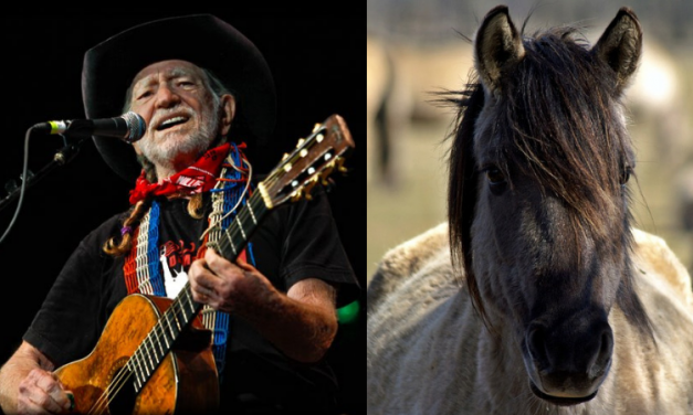 Willie Nelson Has Saved 70 Horses Once Doomed for Slaughter