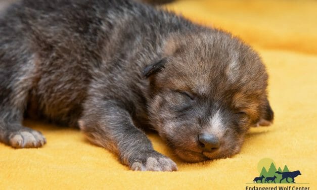 Captive-Born Wolf Pups Get the Chance to Grow Up Free and Help Save their Species