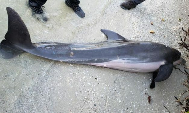 Another Dolphin Dies With A Belly Full Of Plastic