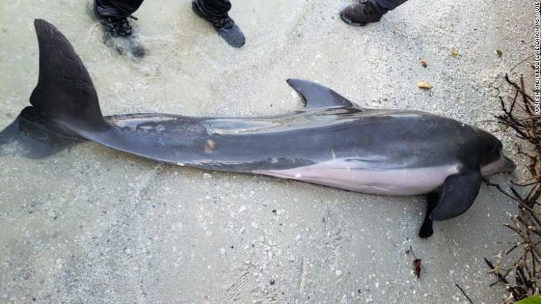 Dead dolphin from eating plastic