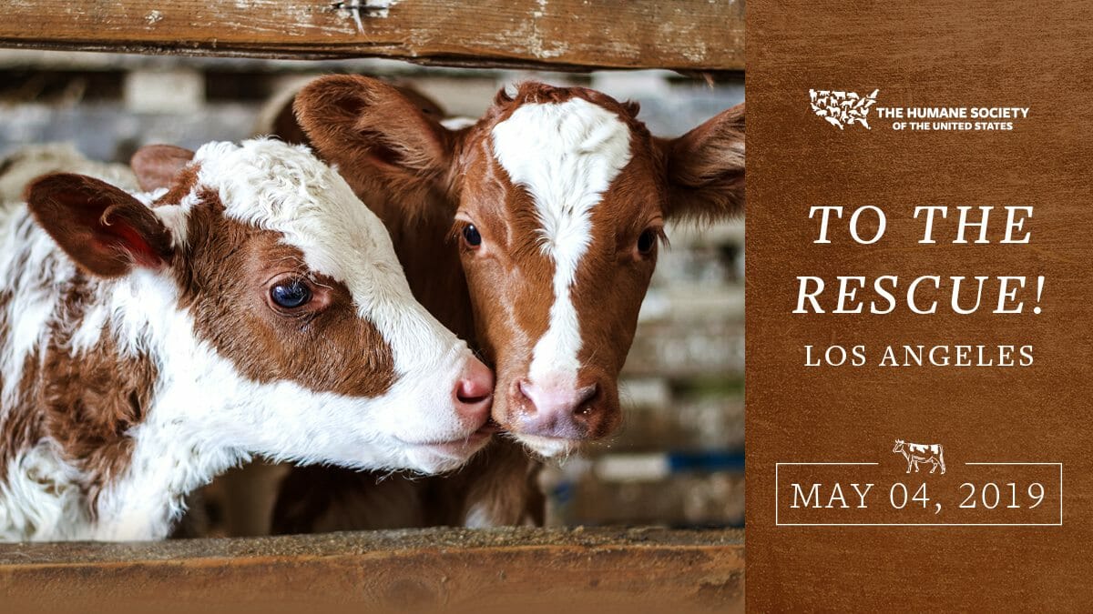 Two cows stand next to each other. Promotional image for To the Rescue! Los Angeles. Learn more at Lady Freethinker.