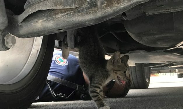 Hero Firefighters Save Kitten Stuck Under SUV