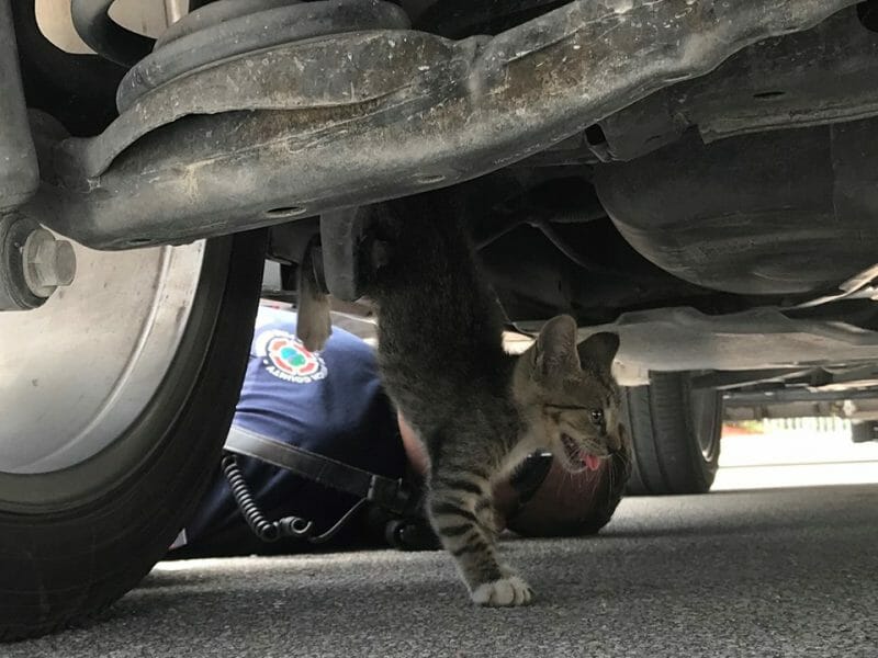 cat stuck under car