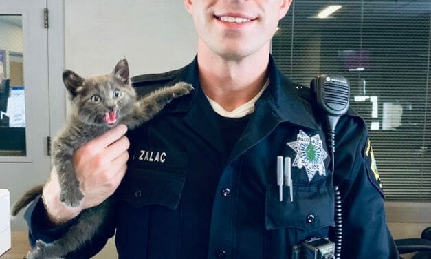 Rescued Kitten Poses Like A Wildcat in Photo with Officer Who Saved Her