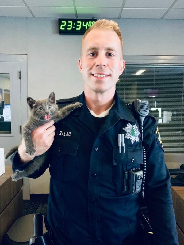 Feisty kitten with police officer