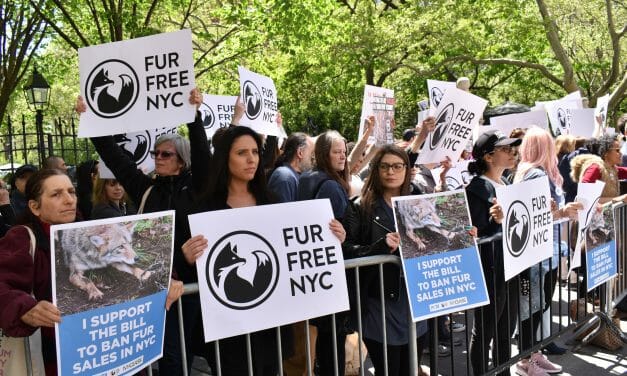 New York Could Become the Next City to Ban Fur