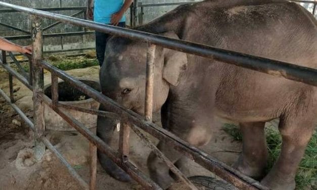 SIGN: Justice for Dumbo, Baby Elephant Whose Legs Snapped After Constantly Performing for Tourists