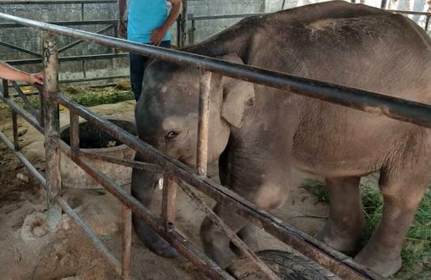 dumbo elephant dead
