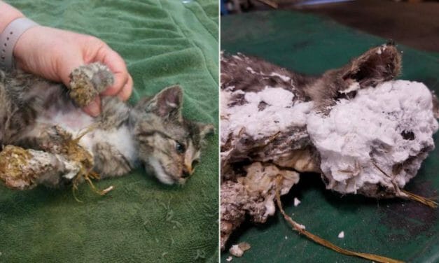 SIGN: Justice for Kitten Smothered in Spray Foam and Dumped in Trash