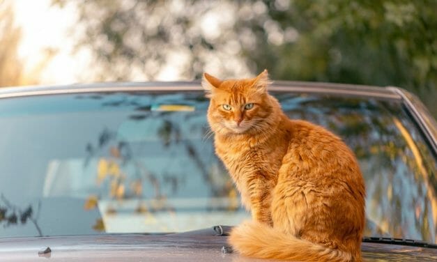 Proposed Law Could Fine Drivers Who Run Over Cats And Don’t Report It