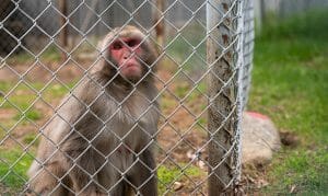Monkey looking through wire