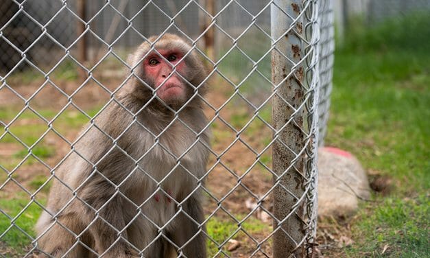 Over 200 Animals Rescued From A Roadside Zoo In Canada