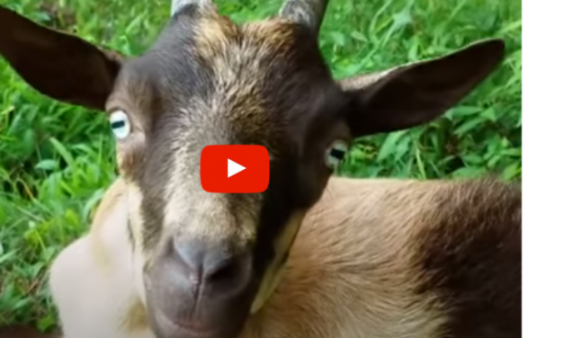 VIDEO: Little Goat Who Can’t Walk Teaches Herself to Run