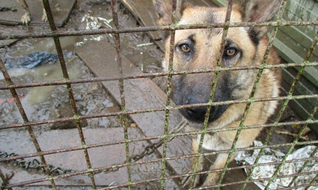 Only One In A Thousand Animal Cruelty Reports Ever Leads to A Conviction in Ireland