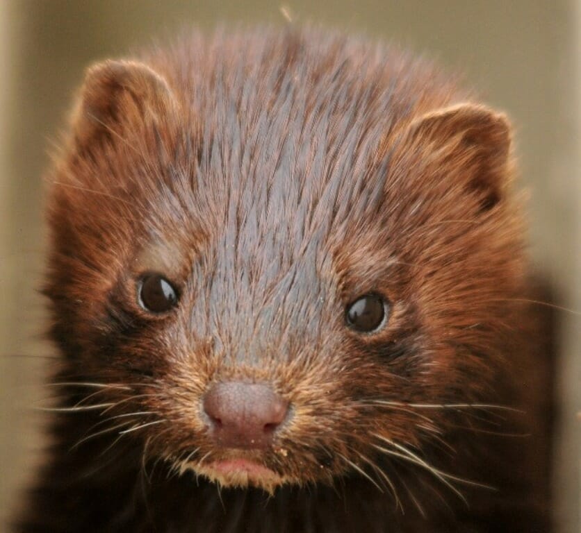 Young mink
