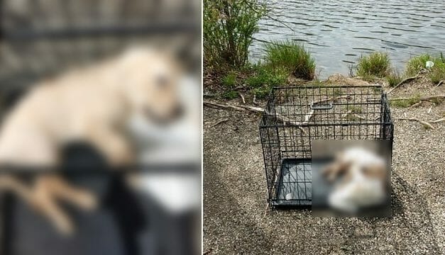 SIGN: Justice for Puppy Found Submerged in Pond Inside Weighted Cage