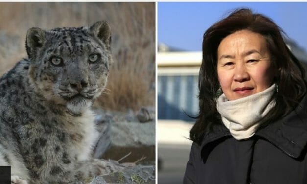 VIDEO: This Heroic Ex-Teacher Took On The Mining Industry to Save Rare Snow Leopards