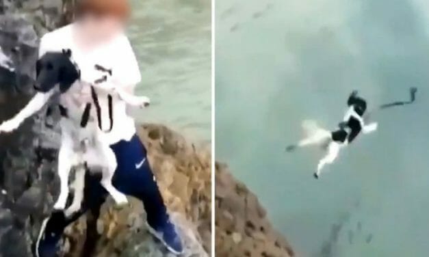SIGN: Justice for Terrified Dog Hurled from Cliff Into the Ocean