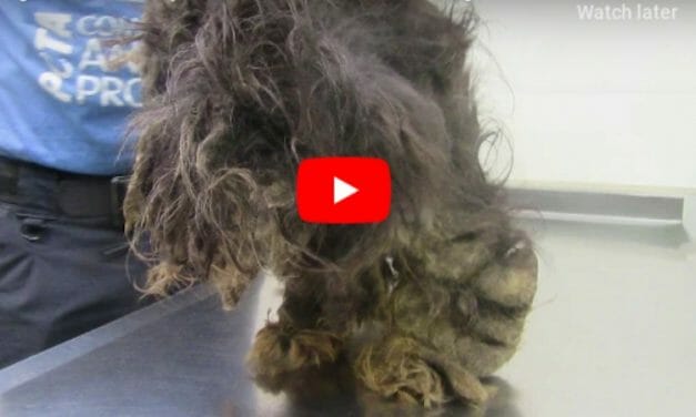 VIDEO: Dog So Matted, He Didn’t Even Look Like A Dog Makes Amazing Transformation