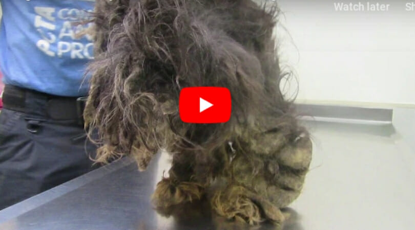 Dog with matted fur