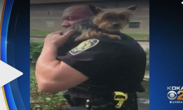 Video: Good Samaritan Calls Police to Save Puppy Stuck Hopelessly On Ledge