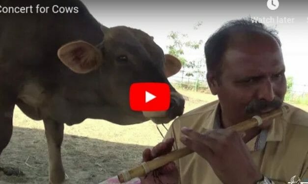 VIDEO: Rescued Cows Get Their Own Special Flute Concert