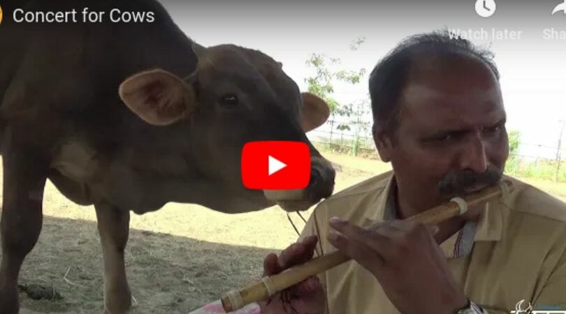 cow listening to flautist