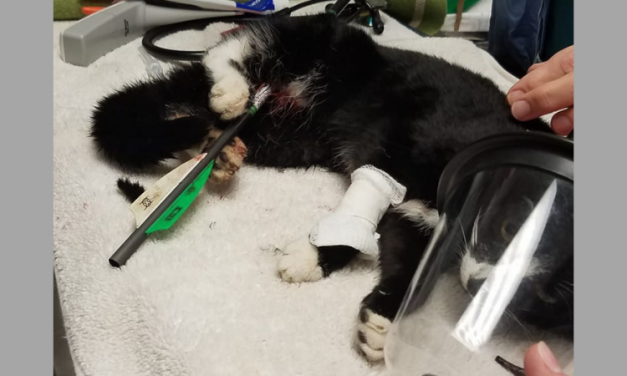 SIGN: Justice for Helpless Kitten Shot with Arrow