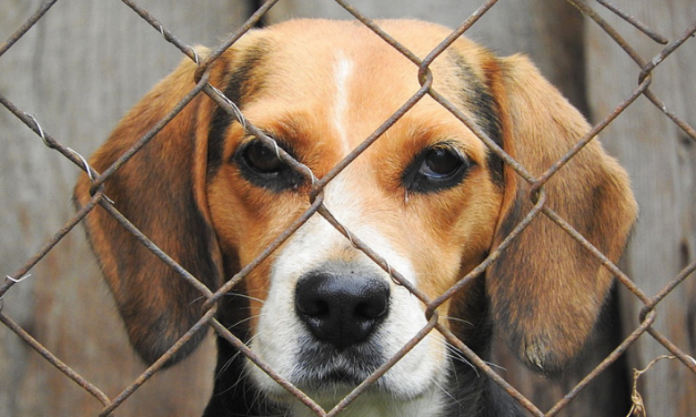 SIGN: Save Animals from Being Killed Like Trash Once Lab Experiments End