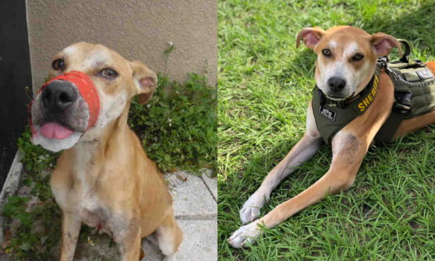 PETITION UPDATE: Suspect Arrested and Charged For Cruelly Taping Dog’s Mouth Shut