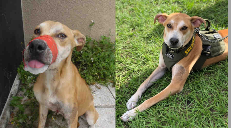 Chance the dog before and after rescue