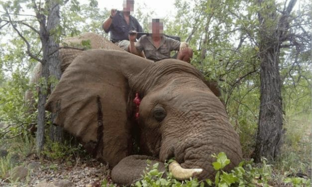 SIGN: Save Botswana’s Elephants from Cruel Trophy Hunters