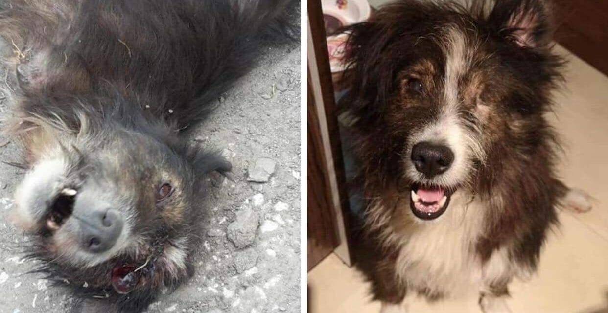 Dog before and after rescue