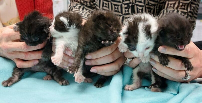 five little kittens