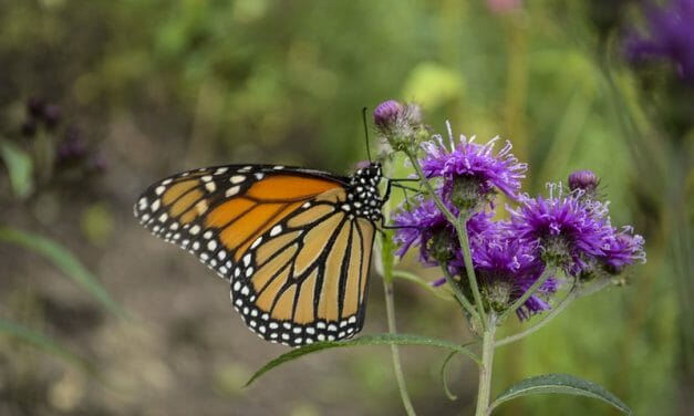 120 Million Beautiful Monarch Butterflies Are Headed for New York