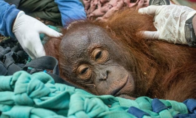 Rescuers Save Young Orangutan Stranded in Sugar Cane Field