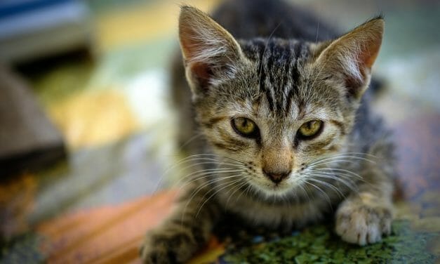 Study: Just 2 Percent of Animal Cruelty Cases in NZ Ever Make It to Court