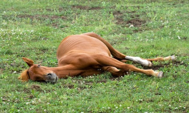 SIGN: Justice for 14 Dead Horses Found in Appalling Conditions