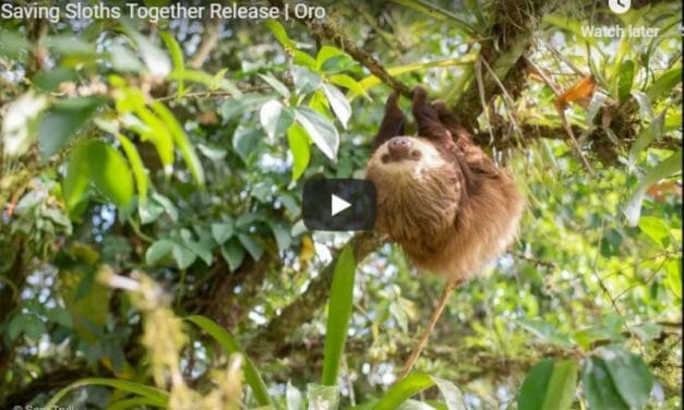 Video: Adorable Sloth Returns To The Wild After Three Years Of Rehab
