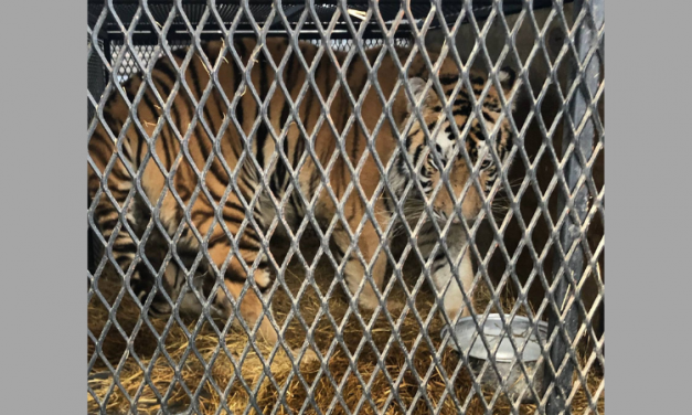 UPDATE: Cruelty Charges Filed Against Woman Who Kept Tiger in Tiny Cage in Garage