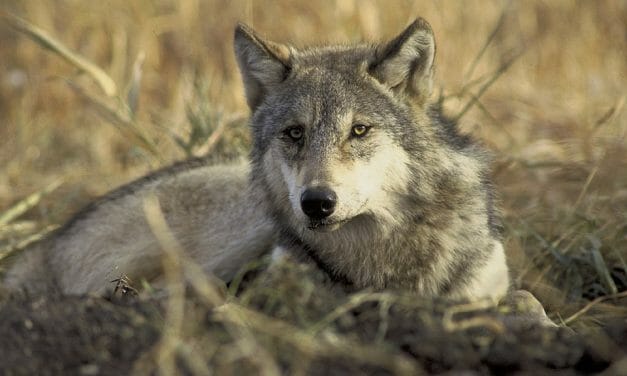 Good News! Minnesota Moves to Ban Recreational Wolf Hunting