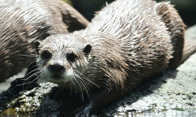 Otters Are Being Poached to Extinction to Feed Pet ‘Otter Craze’